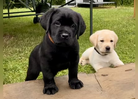 Schwarze Labrador Hündin sucht liebevolles zu Hause/ aus LCD/VDH-Zucht (Erfurt)