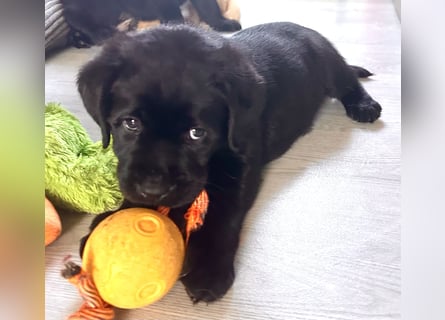 Schwarze Labrador Hündin verfügbar / Welpen aus LCD/VDH-Zucht (Erfurt)