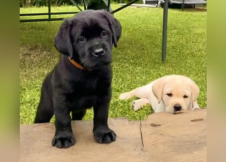 Schwarze Labrador Hündin sucht liebevolles zu Hause/ aus LCD/VDH-Zucht (Erfurt)