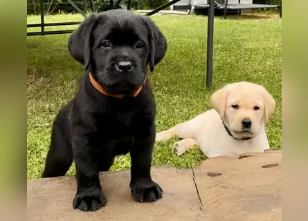 Schwarze Labrador Hündin sucht liebevolles zu Hause/ aus LCD/VDH-Zucht (Erfurt)