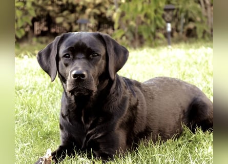 Schwarze Labrador Hündin verfügbar / Welpen aus LCD/VDH-Zucht (Erfurt)