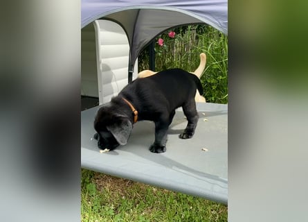 Schwarze Labrador Hündin sucht liebevolles zu Hause/ aus LCD/VDH-Zucht (Erfurt)