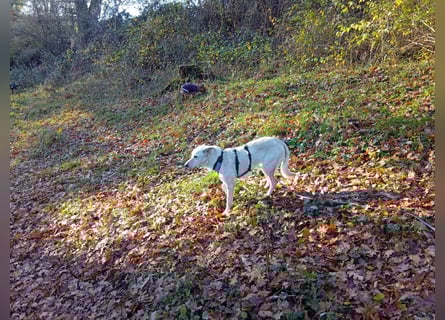 Diva - schon auf PS in De - neugierig, verschmust und offen für ein neues Leben