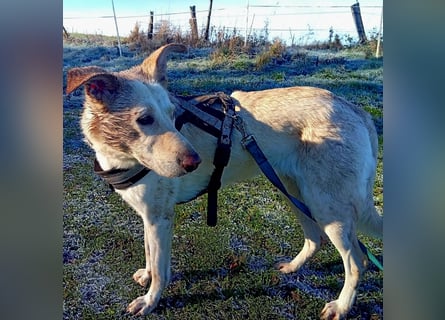 Diva - schon auf PS in De - neugierig, verschmust und offen für ein neues Leben