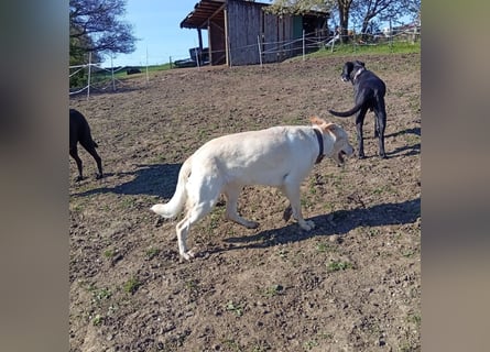 Diva - neugierig, verschmust und interessiert an einer festen Beziehung! Diva ist in De.