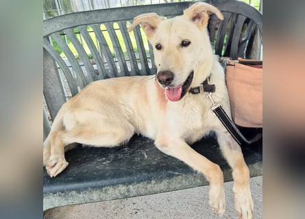 Diva - schon auf PS in De - neugierig, verschmust und offen für ein neues Leben