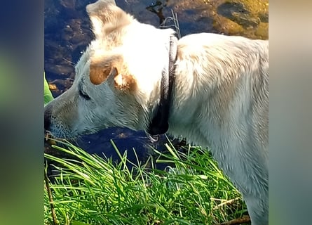 Diva - neugierig, verschmust und interessiert an einer festen Beziehung! Diva ist in De.