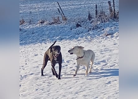 Diva - schon auf PS in De - neugierig, verschmust und offen für ein neues Leben