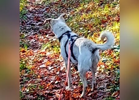 Diva - schon auf PS in De - neugierig, verschmust und offen für ein neues Leben