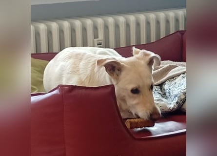 Diva - neugierig, verschmust und interessiert an einer festen Beziehung! Diva ist in De.