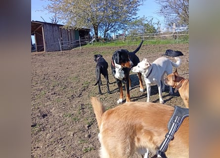 Diva - neugierig, verschmust und interessiert an einer festen Beziehung! Diva ist in De.