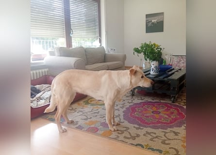 Diva - neugierig, verschmust und interessiert an einer festen Beziehung! Diva ist in De.