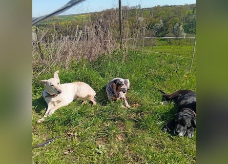 Diva - neugierig, verschmust und interessiert an einer festen Beziehung! Diva ist in De.