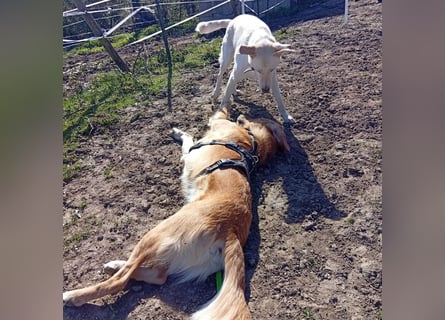 Diva - neugierig, verschmust und interessiert an einer festen Beziehung! Diva ist in De.