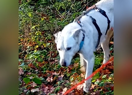 Diva - schon auf PS in De - neugierig, verschmust und offen für ein neues Leben