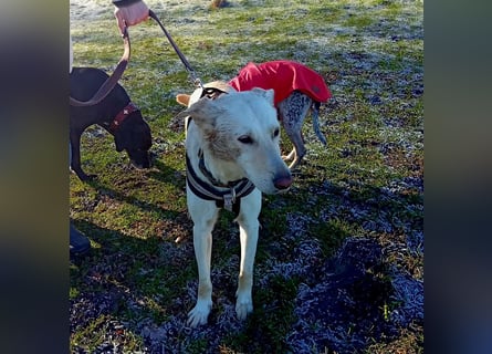 Diva - schon auf PS in De - neugierig, verschmust und offen für ein neues Leben