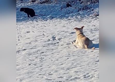 Diva - schon auf PS in De - neugierig, verschmust und offen für ein neues Leben