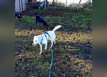 Diva - schon auf PS in De - neugierig, verschmust und offen für ein neues Leben