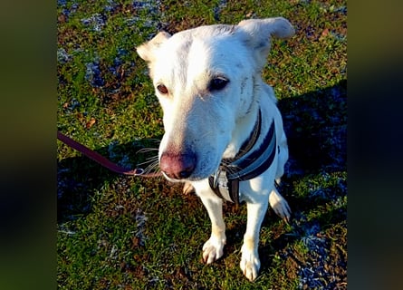 Diva - schon auf PS in De - neugierig, verschmust und offen für ein neues Leben