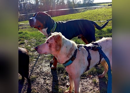 Diva - schon auf PS in De - neugierig, verschmust und offen für ein neues Leben