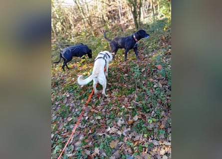 Diva - schon auf PS in De - neugierig, verschmust und offen für ein neues Leben