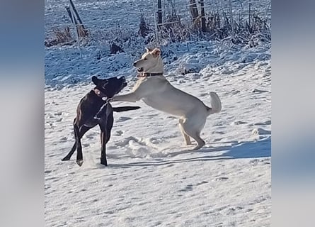 Diva - schon auf PS in De - neugierig, verschmust und offen für ein neues Leben