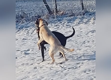 Diva - schon auf PS in De - neugierig, verschmust und offen für ein neues Leben