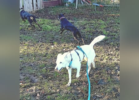 Diva - schon auf PS in De - neugierig, verschmust und offen für ein neues Leben