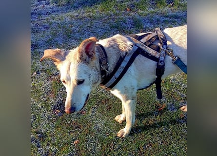 Diva - schon auf PS in De - neugierig, verschmust und offen für ein neues Leben