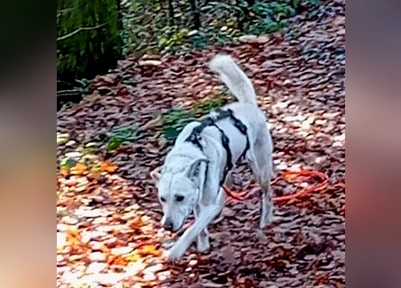 Diva - schon auf PS in De - neugierig, verschmust und offen für ein neues Leben