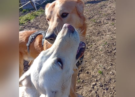 Diva - neugierig, verschmust und interessiert an einer festen Beziehung! Diva ist in De.