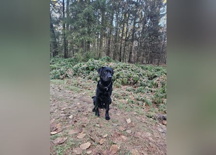 Labrador Retriever Deckrüde