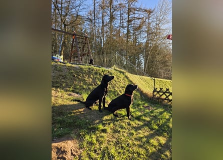 Labrador Retriever Deckrüde