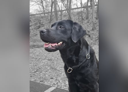 Labrador Retriever Deckrüde