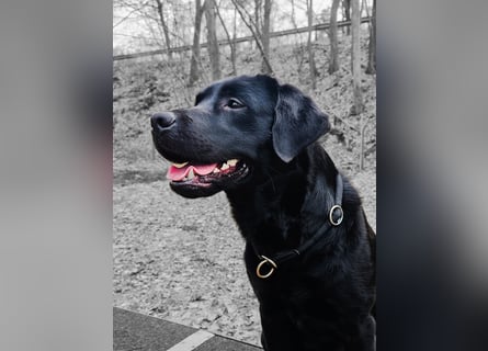 Labrador Retriever Deckrüde mit Erfahrung!