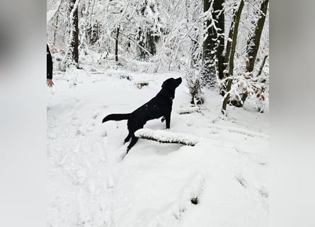 Labrador Retriever Deckrüde