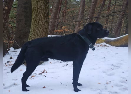 Labrador Retriever Deckrüde
