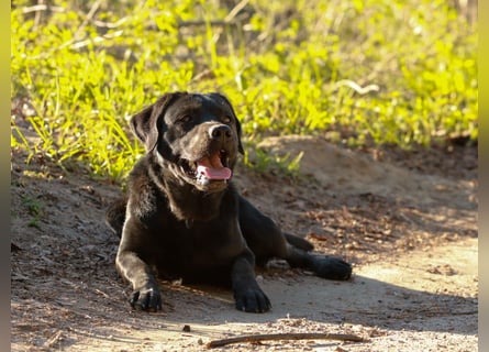 Labrador Retriever Deckrüde mit Erfahrung!