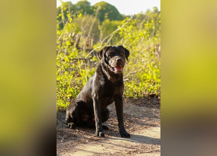 Labrador Retriever Deckrüde mit Erfahrung!