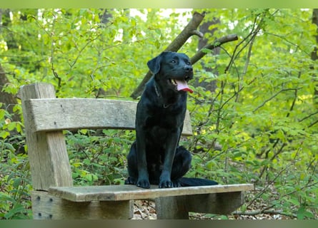 Labrador Retriever Deckrüde mit Erfahrung!
