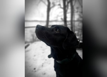 Labrador Retriever Deckrüde