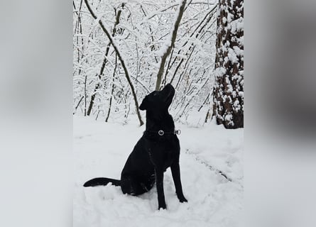 Labrador Retriever Deckrüde