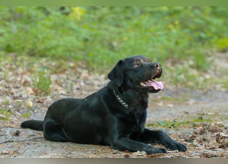 Labrador Retriever Deckrüde mit Erfahrung!