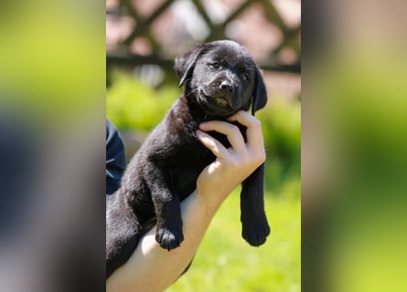 Labrador Retriever Deckrüde