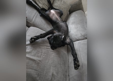 Labrador Mix Hündin abzugeben