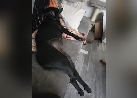 Labrador Mix Hündin abzugeben