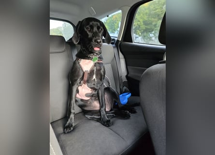 Labrador Mix Hündin abzugeben