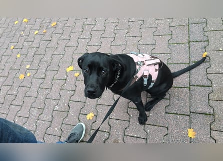 Labrador Mix Hündin abzugeben