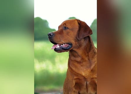 FCI Labrador Deckrüde gelb/foxred
