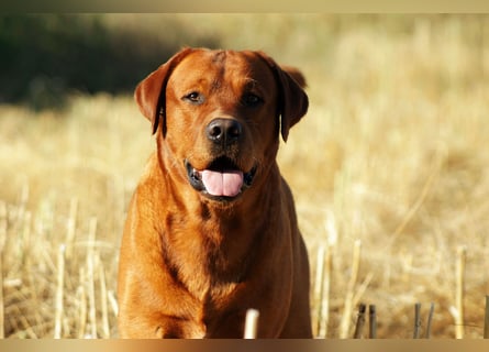 FCI Labrador Deckrüde gelb/foxred